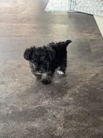 NA0126, a female Yorkipoo for sale in East Canton, OH – 2 of 4