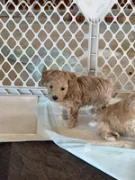 Ma0226, a male Yorkipoo for sale in East Canton, OH – 2 of 3