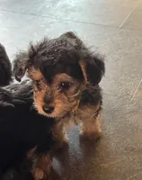 NA0326pending, a male Yorkipoo for sale in East Canton, OH – 3 of 3