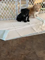 Ma0126, a male Yorkipoo for sale in East Canton, OH – 4 of 4