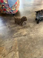 Ju1026pending, a male Yorkipoo for sale in East Canton, OH – 4 of 4