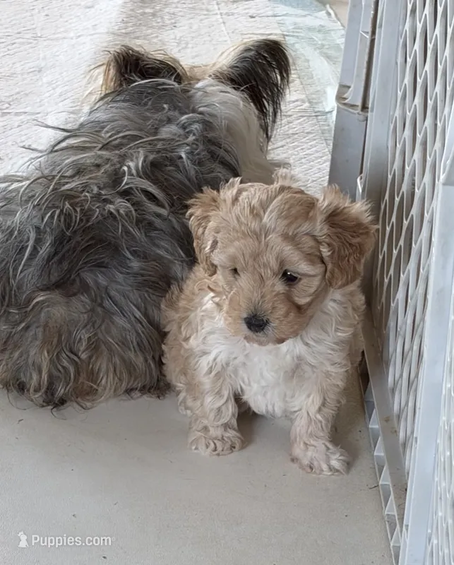 Ma0326 – Yorkipoo puppy for sale in East Canton, OH