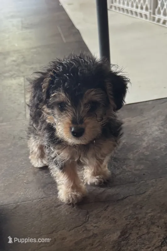 NA0226 – Yorkipoo puppy for sale in East Canton, OH