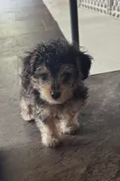 NA0226sold, a male Yorkipoo for sale in East Canton, OH – 2 of 9