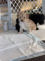 Ma0326, a female Yorkipoo for sale in East Canton, OH – 3 of 3