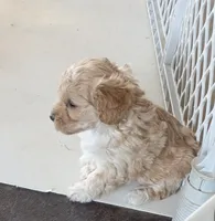 Ma0326, a female Yorkipoo for sale in East Canton, OH – 2 of 3