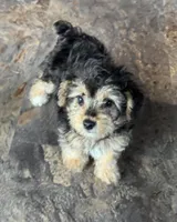 NA0226sold, a male Yorkipoo for sale in East Canton, OH – 3 of 9