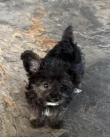 NA0126pending, a female Yorkipoo for sale in East Canton, OH – 5 of 8