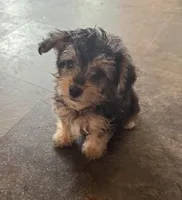 NA0226sold, a male Yorkipoo for sale in East Canton, OH – 4 of 9