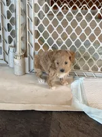 Ma0226, a male Yorkipoo for sale in East Canton, OH – 3 of 3