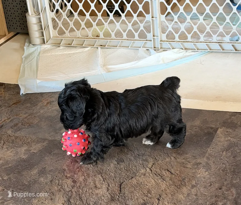 Ma0126 – Yorkipoo puppy for sale in East Canton, OH