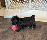 Ma0126, a male Yorkipoo for sale in East Canton, OH – 1 of 4