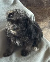 NA0126pending, a female Yorkipoo for sale in East Canton, OH – 4 of 8