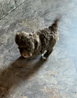 Ju1026pending, a male Yorkipoo for sale in East Canton, OH – 1 of 4