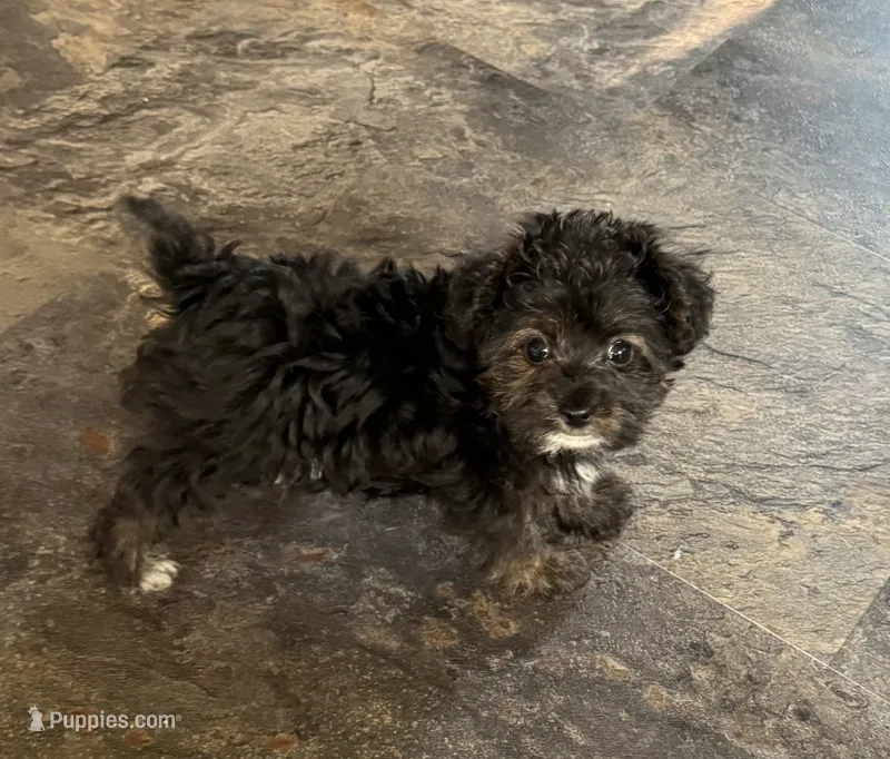 NA0126 – Yorkipoo puppy for sale in East Canton, OH