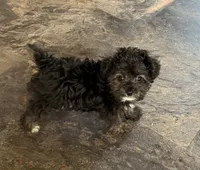 NA0126pending, a female Yorkipoo for sale in East Canton, OH – 3 of 8