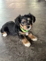 NA0426, a male Yorkipoo for sale in East Canton, OH – 2 of 3