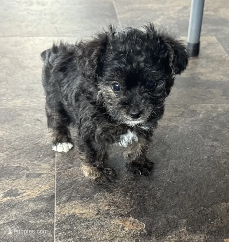 NA0126 – Yorkipoo puppy for sale in East Canton, OH