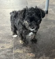 NA0126, a female Yorkipoo for sale in East Canton, OH – 1 of 4