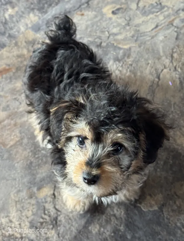 NA0226 – Yorkipoo puppy for sale in East Canton, OH
