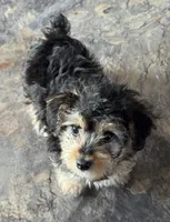 NA0226sold, a male Yorkipoo for sale in East Canton, OH – 1 of 9