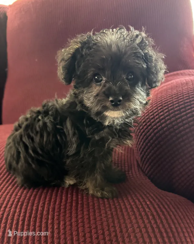NA0126 – Yorkipoo puppy for sale in East Canton, OH