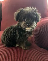 NA0126pending, a female Yorkipoo for sale in East Canton, OH – 1 of 8