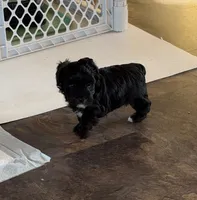 Ma0126, a male Yorkipoo for sale in East Canton, OH – 2 of 4