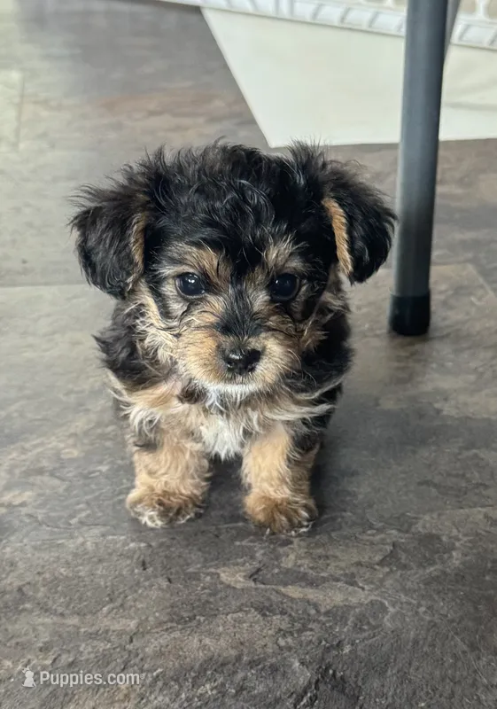 NA0326pending – Yorkipoo puppy for sale in East Canton, OH