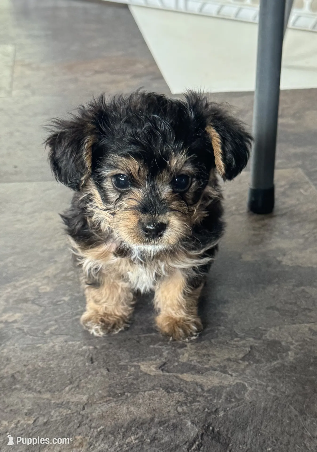 NA0326sold – Yorkipoo Puppy for Sale in East Canton, OH | Puppies.com