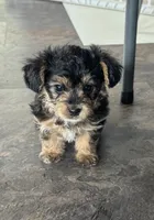 NA0326pending, a male Yorkipoo for sale in East Canton, OH – 1 of 3