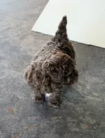 Ju1026pending, a male Yorkipoo for sale in East Canton, OH – 2 of 4