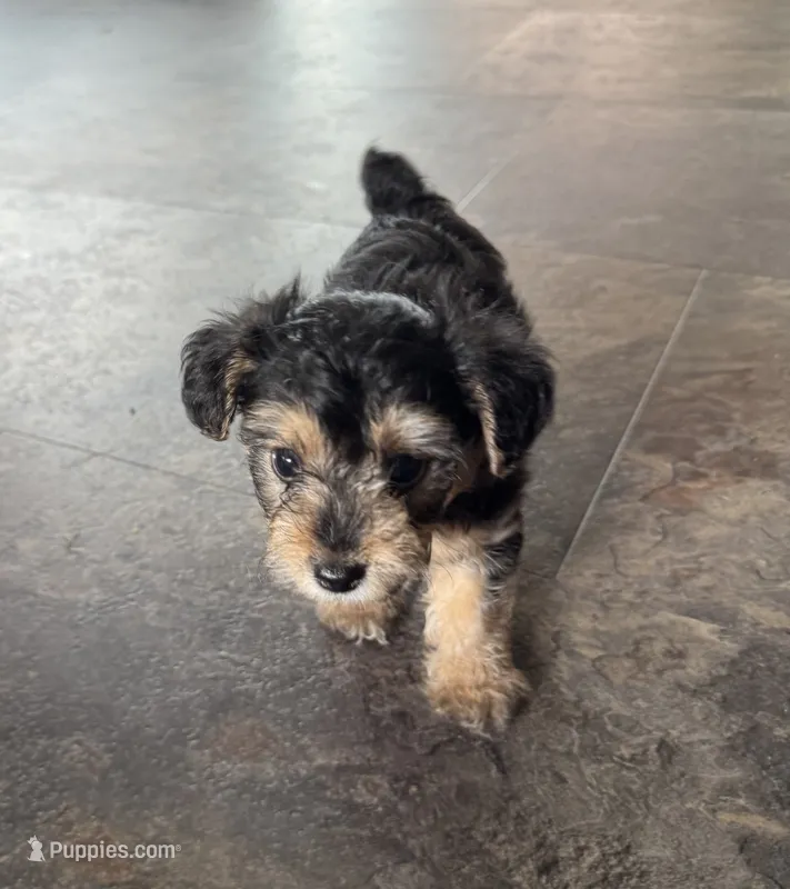 NA0226 – Yorkipoo puppy for sale in East Canton, OH