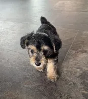 NA0226, a male Yorkipoo for sale in East Canton, OH – 1 of 3