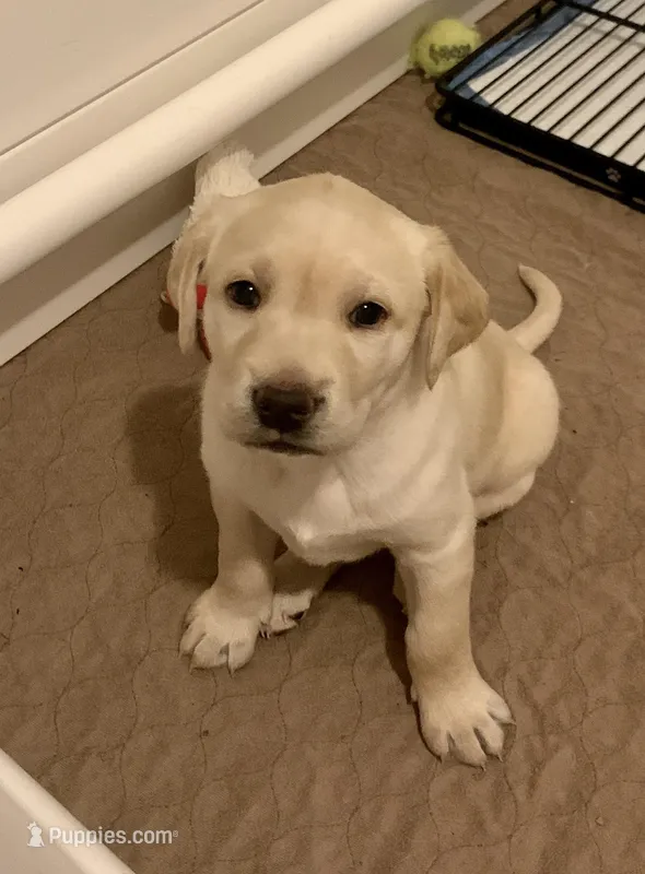Yellow Girl – Labrador Retriever puppy for sale in Levering, MI