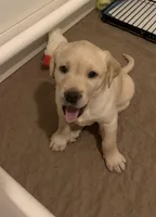Yellow Girl, a female Labrador Retriever for sale in Levering, MI – Photo 2 of 4