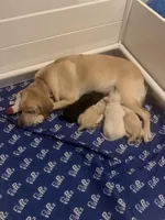 Shadow Girl, a female Labrador Retriever for sale in Levering, MI – Photo 2 of 3