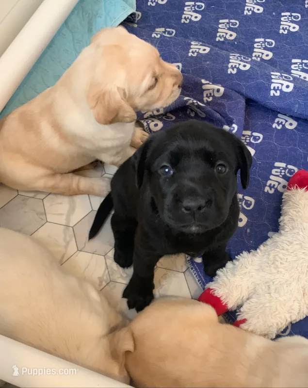Shadow Girl – Labrador Retriever puppy for sale in Levering, MI