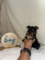 Yorkie male, a male Yorkshire Terrier for sale in Phoenix, AZ – 3 of 6