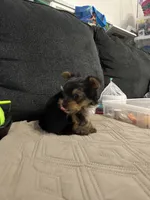 Yorkie male, a male Yorkshire Terrier for sale in Phoenix, AZ – 5 of 6