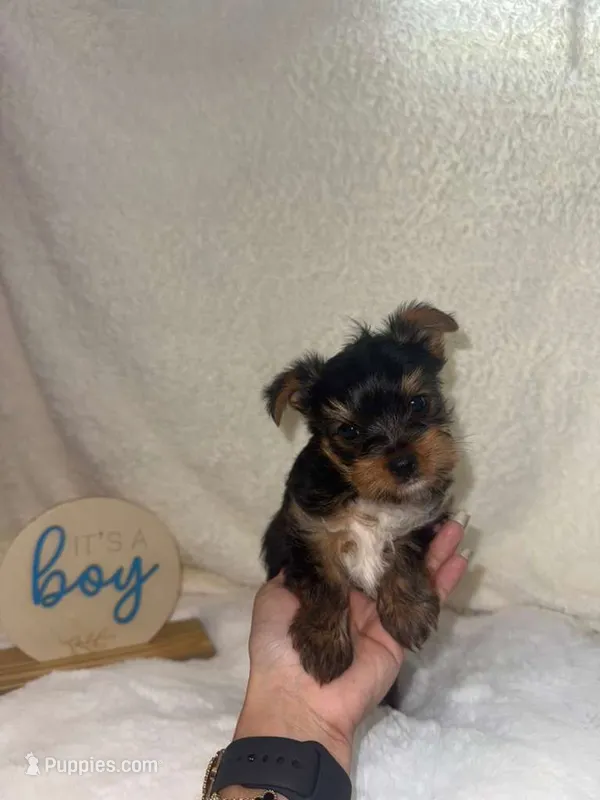 Yorkie male – Yorkshire Terrier puppy for sale in Phoenix, AZ