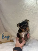 Yorkie male, a male Yorkshire Terrier for sale in Phoenix, AZ – 1 of 6
