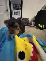 Yorkie male, a male Yorkshire Terrier for sale in Phoenix, AZ – 4 of 6