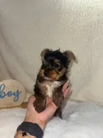 Yorkie male, a male Yorkshire Terrier for sale in Phoenix, AZ – 2 of 6