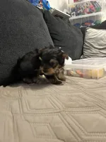 Yorkie male, a male Yorkshire Terrier for sale in Phoenix, AZ – 6 of 6