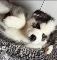 Bandet, a male Siberian Husky for sale in Glendale, AZ – 2 of 3