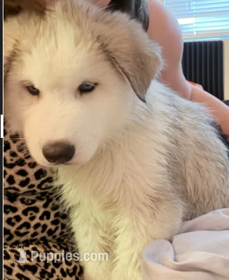 Eddie – Siberian Husky puppy for sale in Glendale, AZ