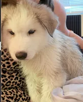 Eddie, a male Siberian Husky for sale in Glendale, AZ – 1 of 1