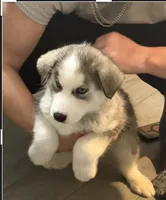 Felix, a male Siberian Husky for sale in Glendale, AZ – 2 of 3