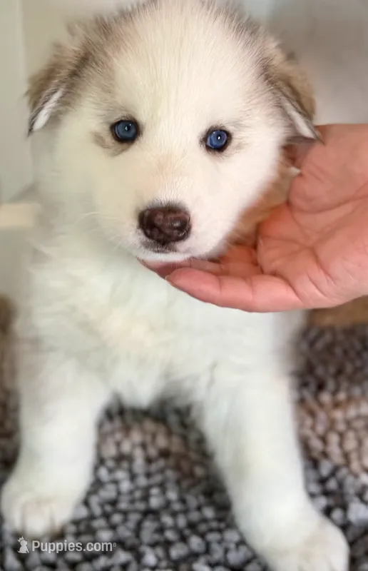lucy  – Siberian Husky puppy for sale in Glendale, AZ